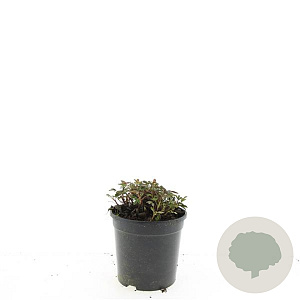 Potentilla tridentata 'Nuuk' GM C1.3
