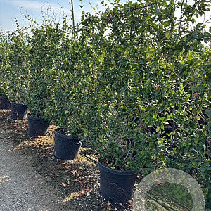 Trachelospermum jasminoides 100-150 cm container lage leivorm