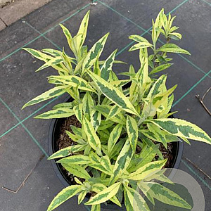 Buddleja davidii 'Magda's Gold Knight' 40-50 cm 10L