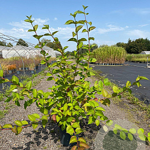Cornus alba 'Sibirica' 80-100 cm 10L