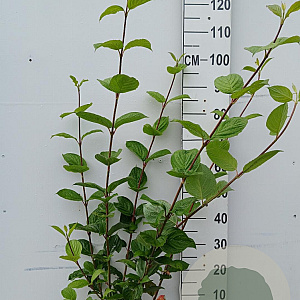 Cornus alba 'Sibirica' 80-100 cm 10L
