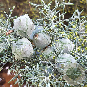 Cupressus ariz. 'Glauca' 80-100 cm 5,0L