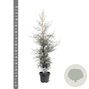 Cupressus ariz. 'Glauca' 80-100 cm 5,0L