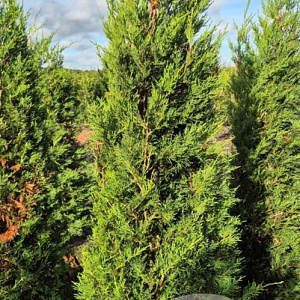 Cupressocyparis leylandii 150-175 cm met kluit 45-55 haagplant