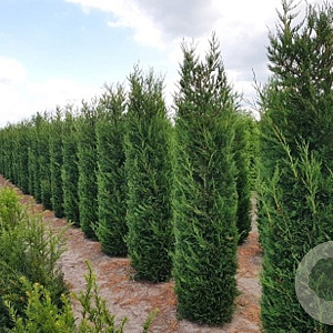 Cupressocyparis leylandii 225-250 cm met kluit verplant