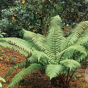 Dryopteris wallichiana GM  P11