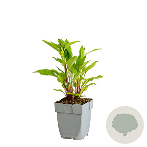Echinacea GM  P11