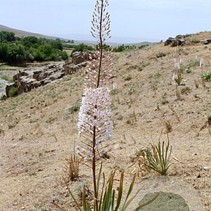 Eremurus olgae GM  P11