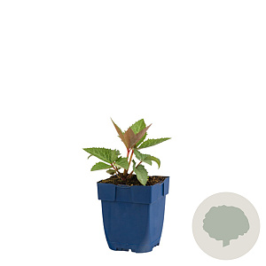 Helleborus sternii GM  P11