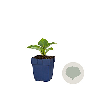 Hosta 'Halcyon' GM  P11