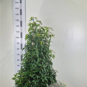 Prunus l. 'Angustifolia' 100-120 cm met kluit