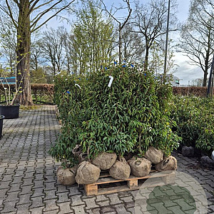 Prunus l. 'Angustifolia' 100-120 cm met kluit