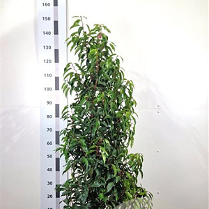 Prunus l. 'Angustifolia' 120-140 cm met kluit