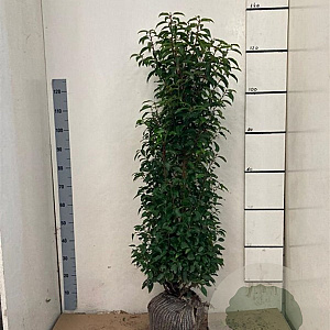 Prunus l. 'Angustifolia' 120-140 cm met kluit