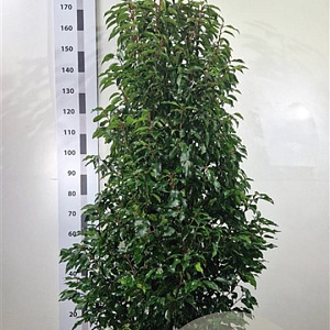 Prunus l. 'Angustifolia' 140-160 cm met kluit extra