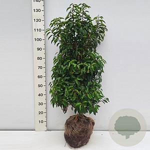 Prunus l. 'Angustifolia' 80-100 cm met kluit