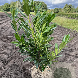 Prunus l. 'Caucasica' 60-80 cm met kluit