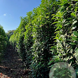 Prunus lusitanica 'Genolia 175-200 cm met kluit extra