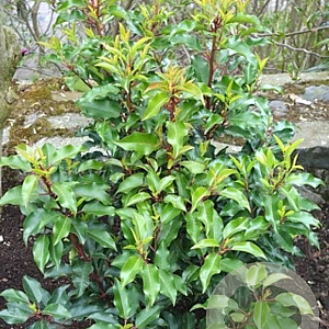 Prunus lusitanica 'Genolia 80-100 cm met kluit 30-35 haagplant