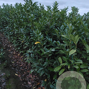 Prunus I. 'Rotundifolia' 150-175 cm met kluit