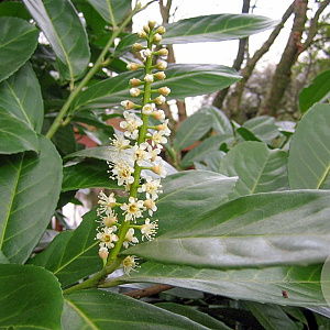 Prunus I. 'Rotundifolia' 150-175 cm met kluit