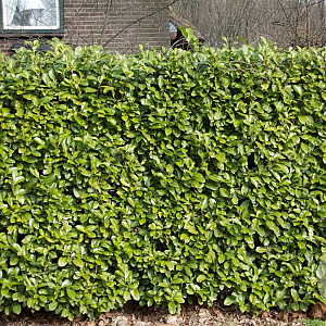 Prunus I. 'Rotundifolia' 150-175 cm met kluit