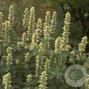 Agastache rugosa 'Alabaster' GM P9