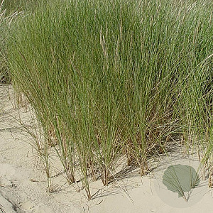 Ammophila arenaria GM P9