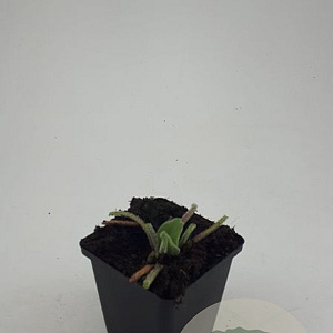Phlomis russeliana GM P9