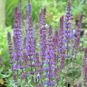 Salvia nem. 'Blaukönigin' GM P9
