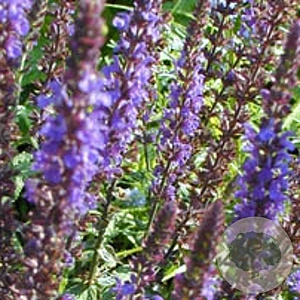 Salvia nem. 'Blaukönigin' GM P9