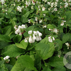 Symphytum grandiflorum GM P9