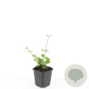 Vinca major GM P9