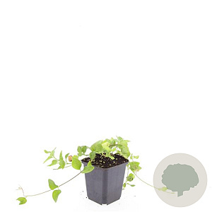 Vinca major GM P9