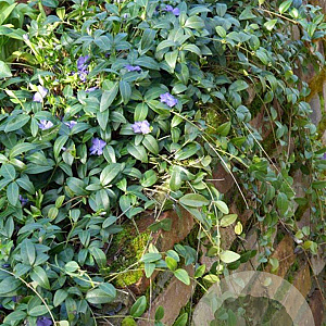 Vinca minor GM P9
