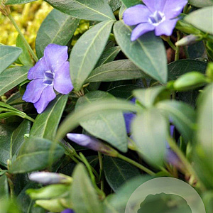 Vinca minor GM P9