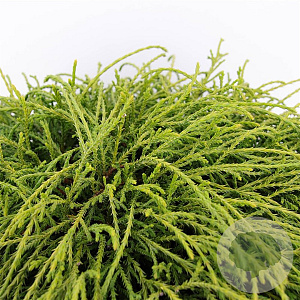 Chamaecyparis p. 'Filifera Nana' 25-30 cm 3,5L