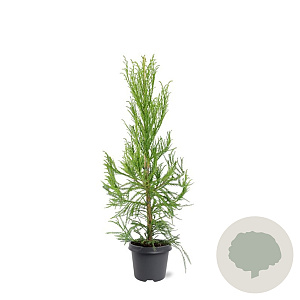 Cryptomeria j. 'Kitayama' 80-100 cm 5,0L