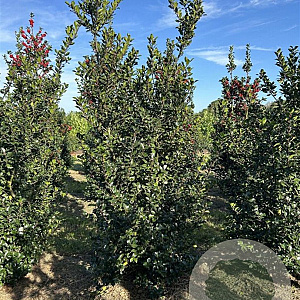 Ilex meserv. 'Blue Prince' 175-200 cm draadkluit extra