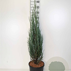 Juniperus s. 'Blue Arrow' 100-120 cm 10L
