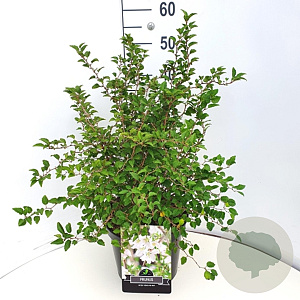 Prunus incisa 'Kojou-no-mai' 60-80 cm 10L