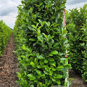 Prunus I. 'Rotundifolia' 225 cm draadkluit extra
