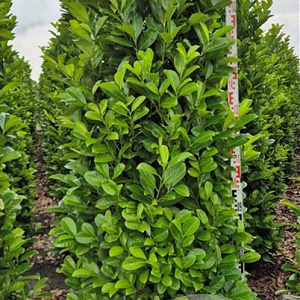Prunus I. 'Rotundifolia' 225 cm draadkluit extra