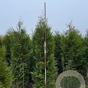 Thuja occ. 'Brabant' 300-325 cm draadkluit extra