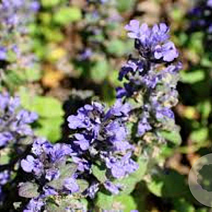 Ajuga reptans 'Catlin's Giant' GM P9