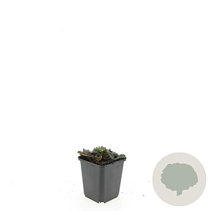 Ajuga reptans GM P9