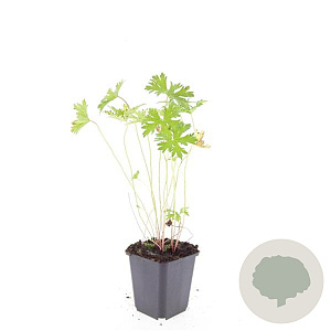Geranium 'Johnson's Blue' GM P9