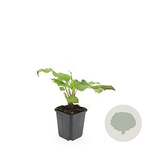 Persicaria amplexicaulis GM P9