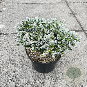 Abies koreana 'Kohout's Icebreaker' 25-30 cm 7,5L