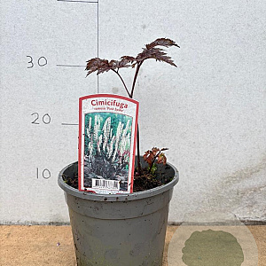 Actaea simp. 'Pink Spike' GM 2,0L